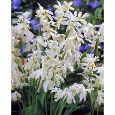 Сцила  "SIBERICA ALBA" 